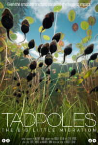 Tadpoles: The Big Little Migration<p>(Canada)